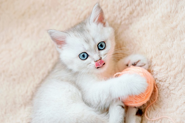 Filhote de gato branco acinzentado de olhos azul claro, agarrado a uma bolinha de lã laranjada, lambendo a boca e deitado de lado em uma superfície de pelúcia bege.