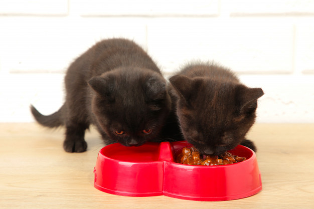 Dois gatinhos pretos, filhotes, comendo juntos em dois potinhos vermelhos