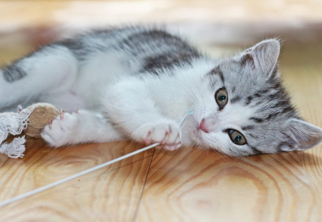 filhote de gato deitado no chão de madeira claro brincando com um fio de barbante.