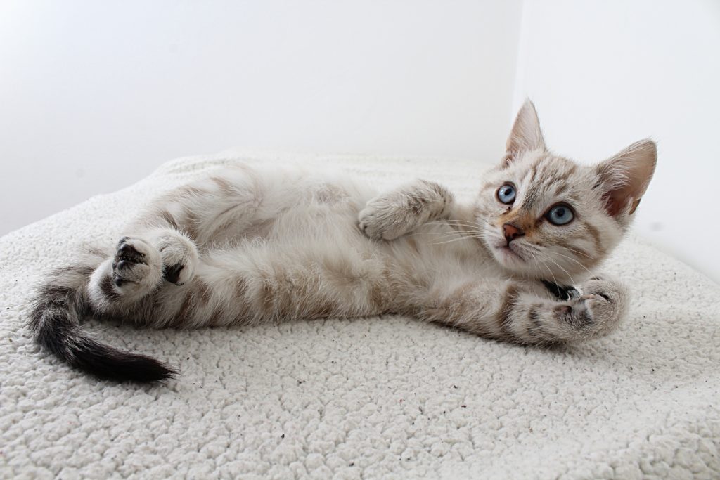 Filhote de gato deitado de barriga para cima numa superfície felpuda.