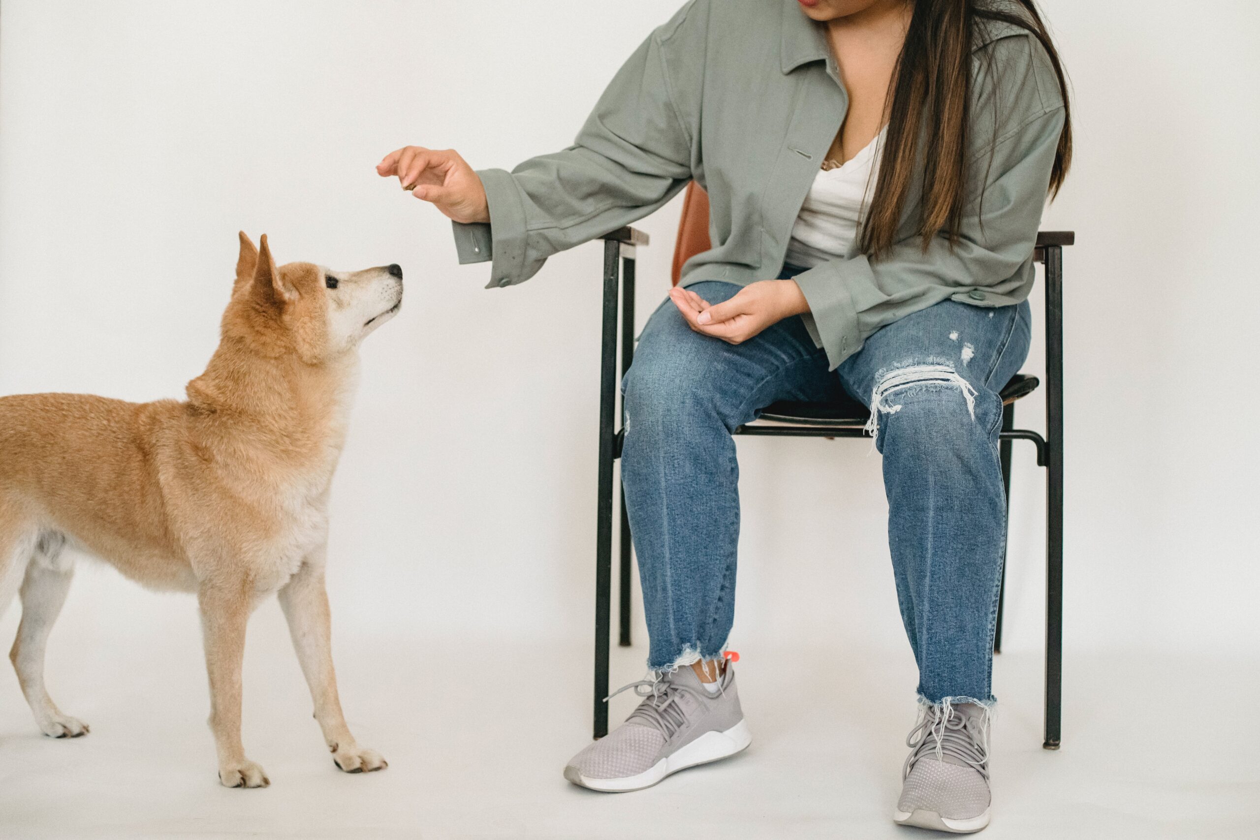 cachorro sentado ao lado de mulher sentada em cadeira oferecendo um petisco a ele.