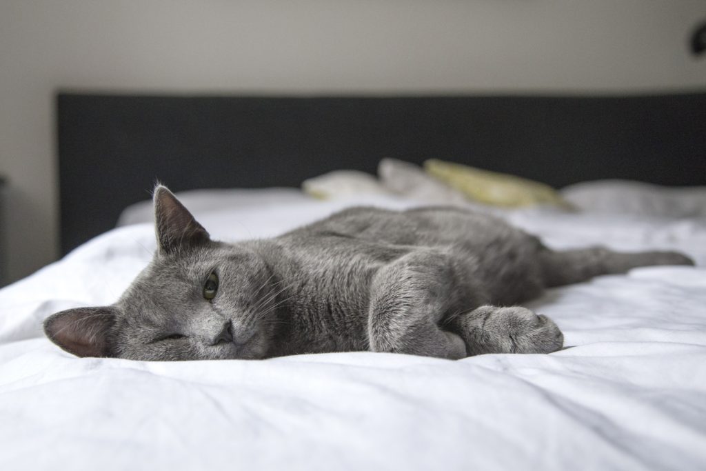 Gato cinza deitado em uma cama com lençol branco