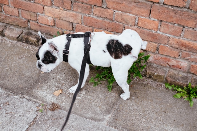 cachorro com a perna levantada fazendo xixi no muro de tijolos