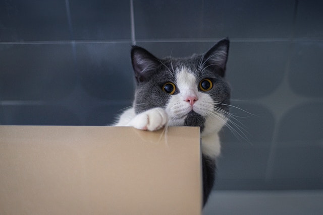 Gato cinza com manchas brancas em cima do armário