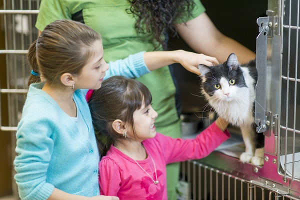 Gato sendo adotado por família