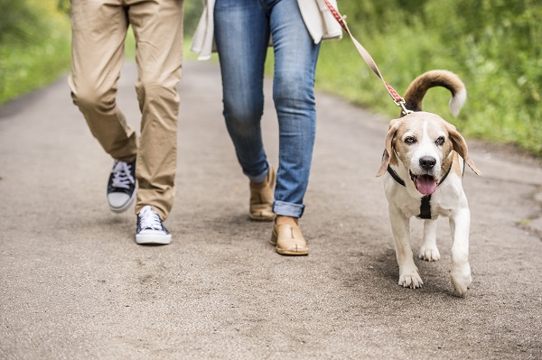 Cachorro idoso passeando