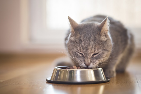 Gato cinza comendo ração