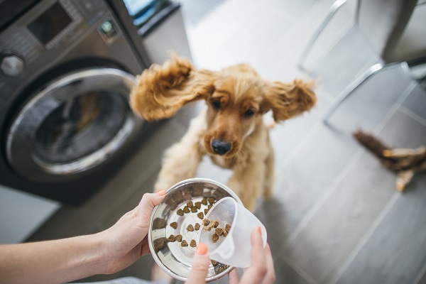 Cachorro pulando para receber ração