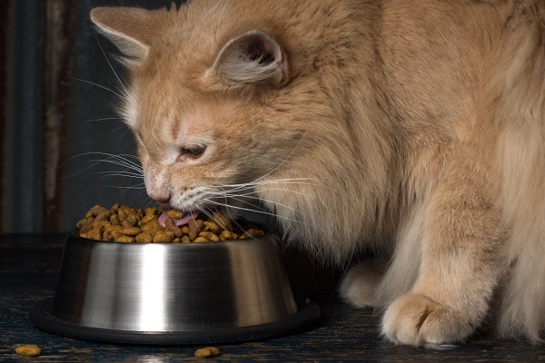 Gato comendo